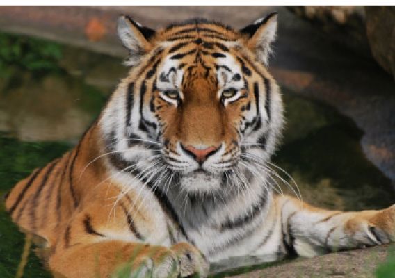 One more tiger found in the Indravati Tiger Reserve: Total number of tigers increased to six