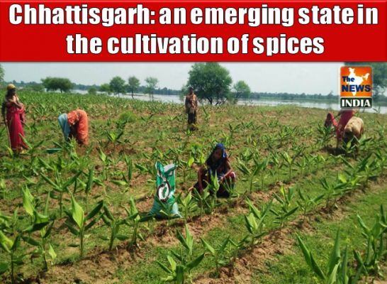 Chhattisgarh: an emerging state in the cultivation of spices