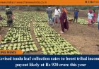 Revised tendu leaf collection rates to boost tribal incomes, payout likely at Rs 920 crore this year