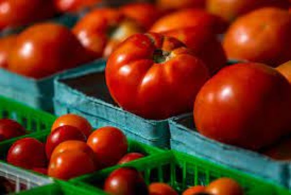 Pune farmer earns Rs 2.8 cr selling tomatoes, sets target to reach Rs 3.5 cr