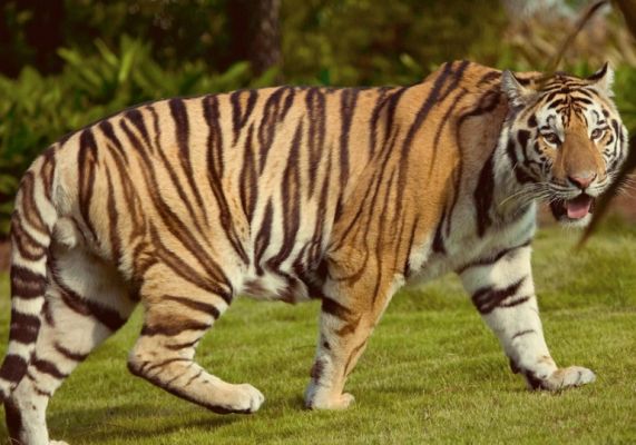 Tiger population rises to 30 in Odisha